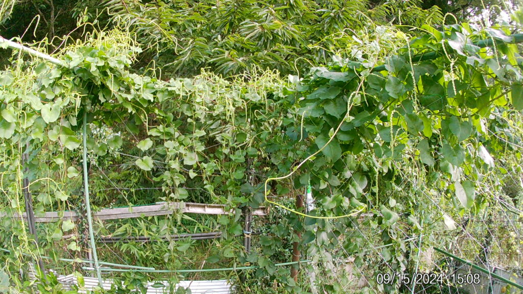 オカワカメ（20240915_３）-1024x576.jpg