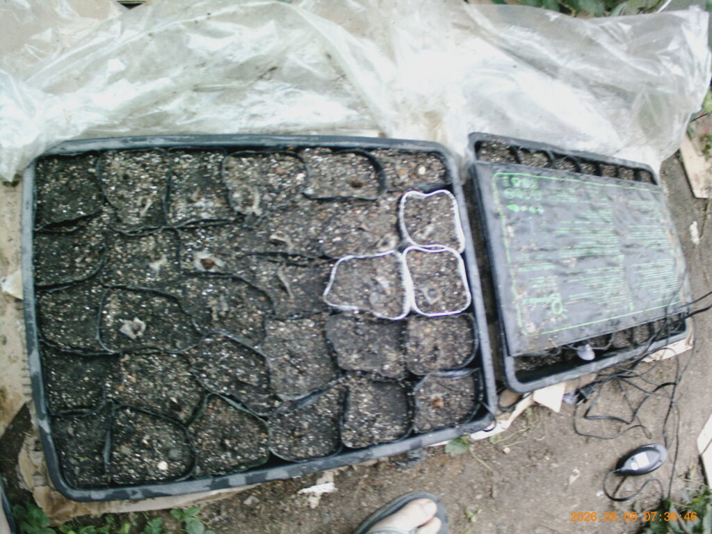 IMG260508-073646F-1024x768.jpg